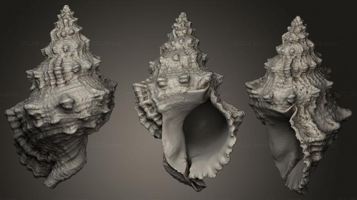 Камни и ракушки (Морская раковина 3D, ROCKS_0022) 3D модель для ЧПУ станка